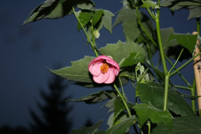 schoenmalve19.8.12.jpg