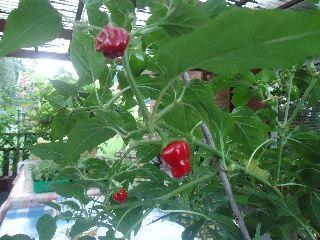 Unbek._Chili_Nr._1.jpg
