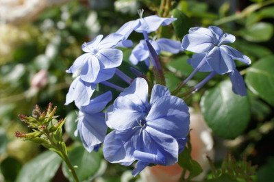 Plumbago_auriculata.jpg