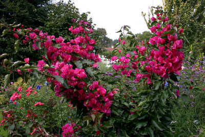 Bougenvillea1108a.jpg