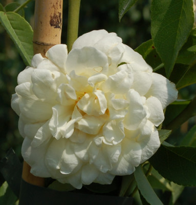 Lamarque_12__2718.jpg