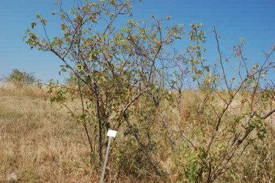 Rosa_villosa_Duplex_12__2792.jpg