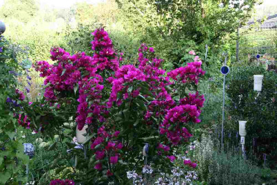 Bougenvillea2512.jpg