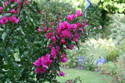 Bougenvillea2612.jpg