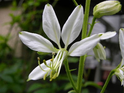Dictamnus_albus_alba.JPG
