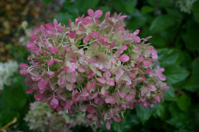 Rispenhortensie_Limelight0607a.jpg