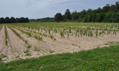 Irisfeld_12__0927.jpg