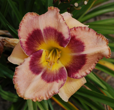 Kiwi_Magic_12__2881.jpg
