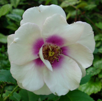 DSC02032a.jpg
