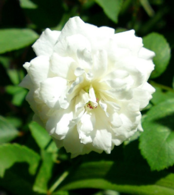 DSC02041a.jpg