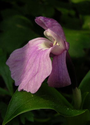 roscoea_humeana.JPG