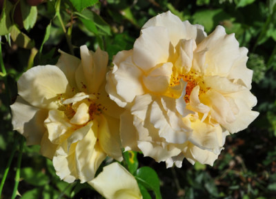 Westfalenpark_12__1785.jpg