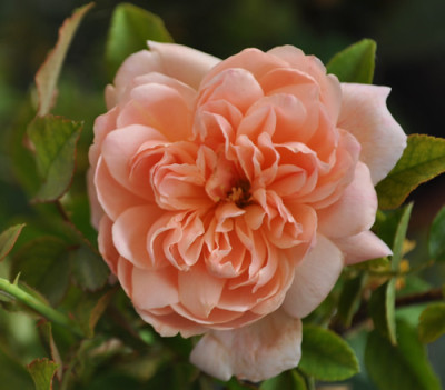 Mme_Alice_Garnier_12__1677.jpg