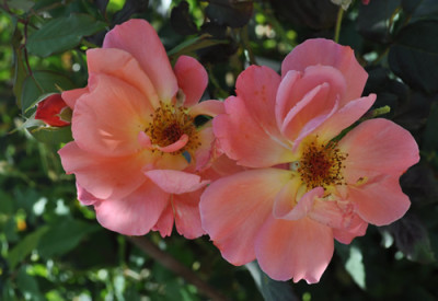 Westerland_12__1729.jpg