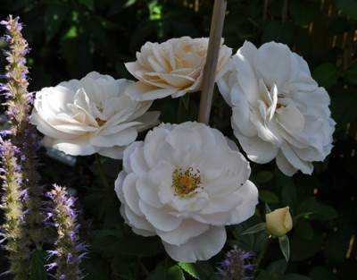 Lions_Rose_12__1716.jpg