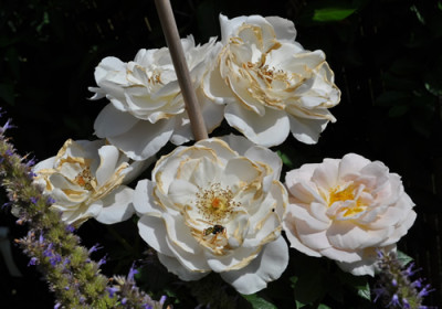 Lions_Rose_3_12__1783.jpg