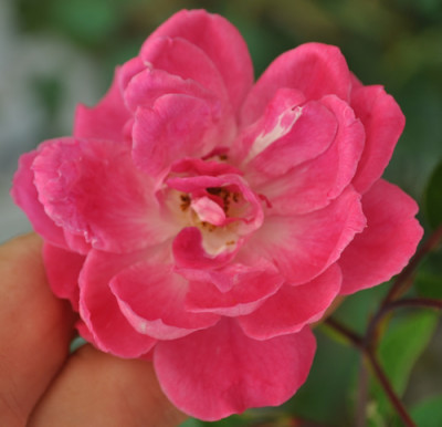Camelia_Rose_12__1769.jpg