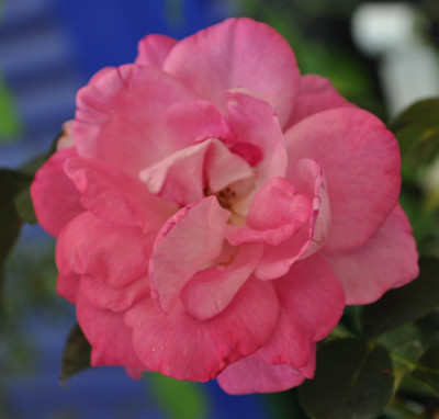 Catherine_II_12__1771.jpg