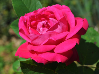 Hippolyte_Jamain_12__1727.jpg