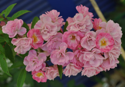 Heavenly_Pink_12__1766.jpg