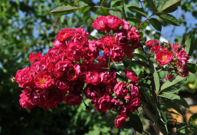 Alberich_Clg_12__1697.jpg