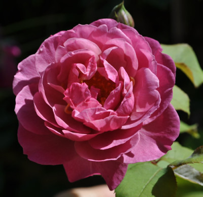 Royal_Lavender_12__1739.jpg