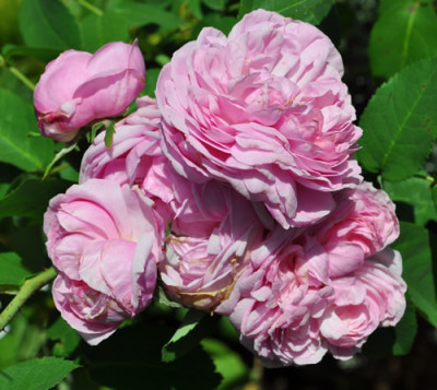 Schon_Ingeborg_12__1700.jpg