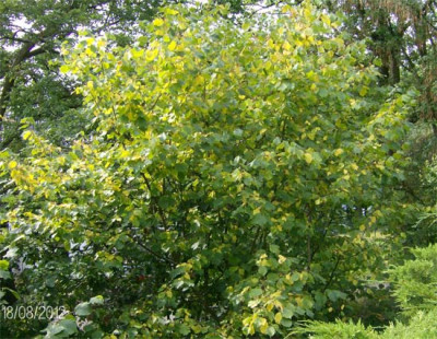 haselnuss-gelb-210812.jpg