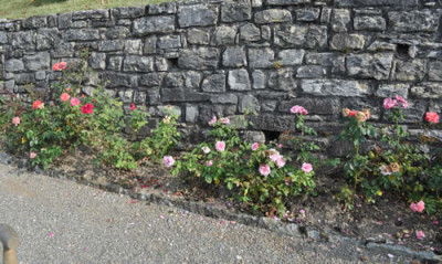 Schlossrosen_12__1805.jpg