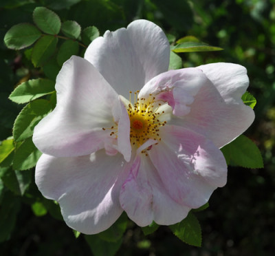 Nevada_12__1761.jpg