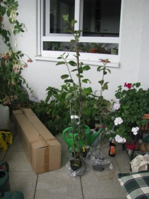 Veredlung_Straenapfel.JPG