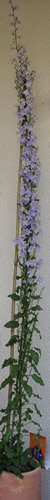 Campanula_Pyramidalis_Solidora_12__1809.jpg