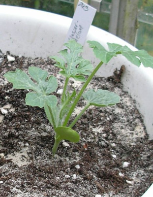 wassermelone-p6021318.jpg
