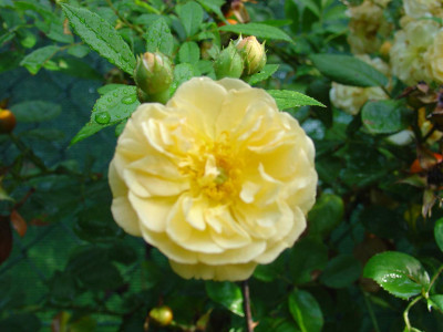 Gishlaine-de-Feligonde22.jpg
