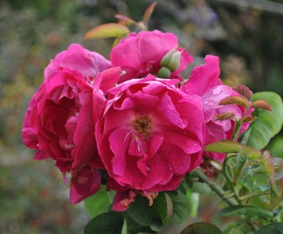 Anthony_Waterer_12__1360.jpg