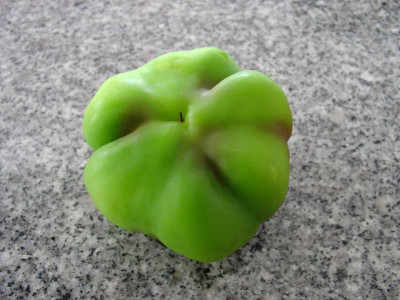 Welcher-Paprika1.jpg