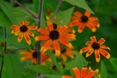2012-08_Rudbeckia_triloba_Prarie_Glow.jpg