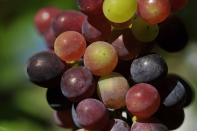 2012-08_Wein_Nero.jpg