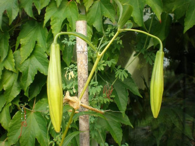 L._primulinum_var._burmanicum_mit_Dicentra_scandens.jpg