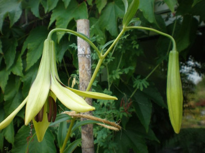 L._primulinum_var._burmanicum.jpg
