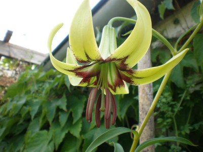 L._primulinum_var._burmanicum_0.jpg