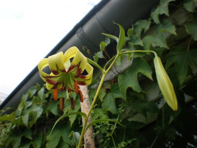 L._primulinum_var._burmanicum_1.jpg