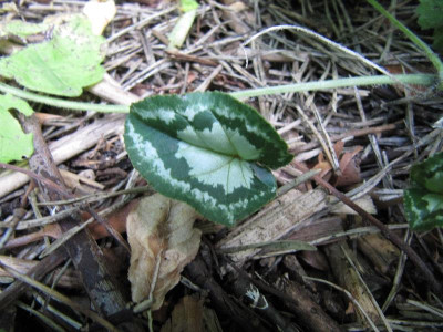 Cycl_Fairy_RIngs_120823.jpg