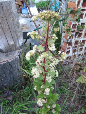 Sedum_saulenformig_120823.jpg