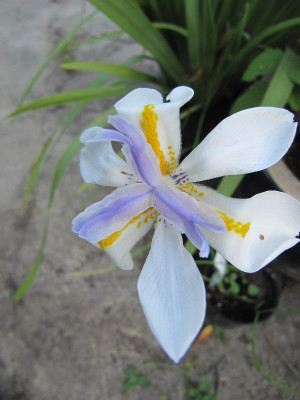 Dietes_grandiflora_120823.jpg
