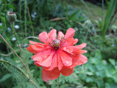 netter_Mohn_120823.jpg