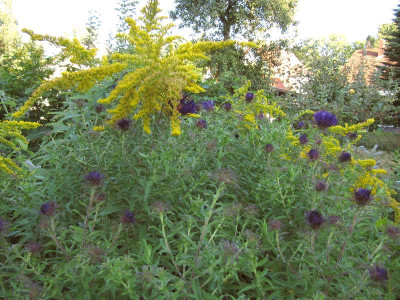 Violetta_120823.jpg