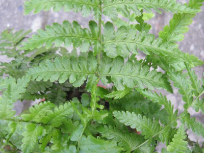 Farn_2_Detail_1024x768.jpg