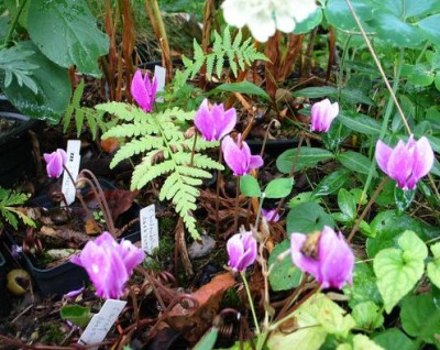 C.hederifolium-very-dark_Form2.jpg