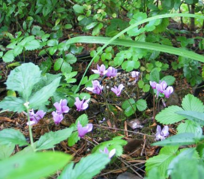 Cyclamen2012ax1.jpg